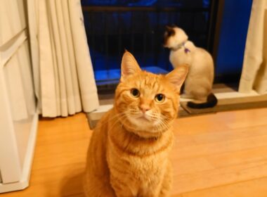 窓際で夕暮れを見つめる猫たち