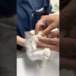 眼検査を必死に抵抗するラグドール