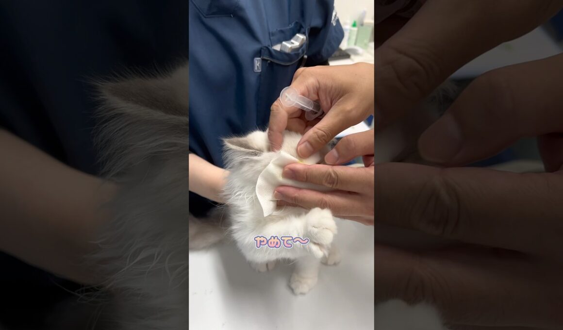 眼検査を必死に抵抗するラグドール
