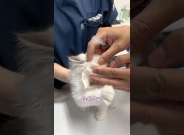 眼検査を必死に抵抗するラグドール