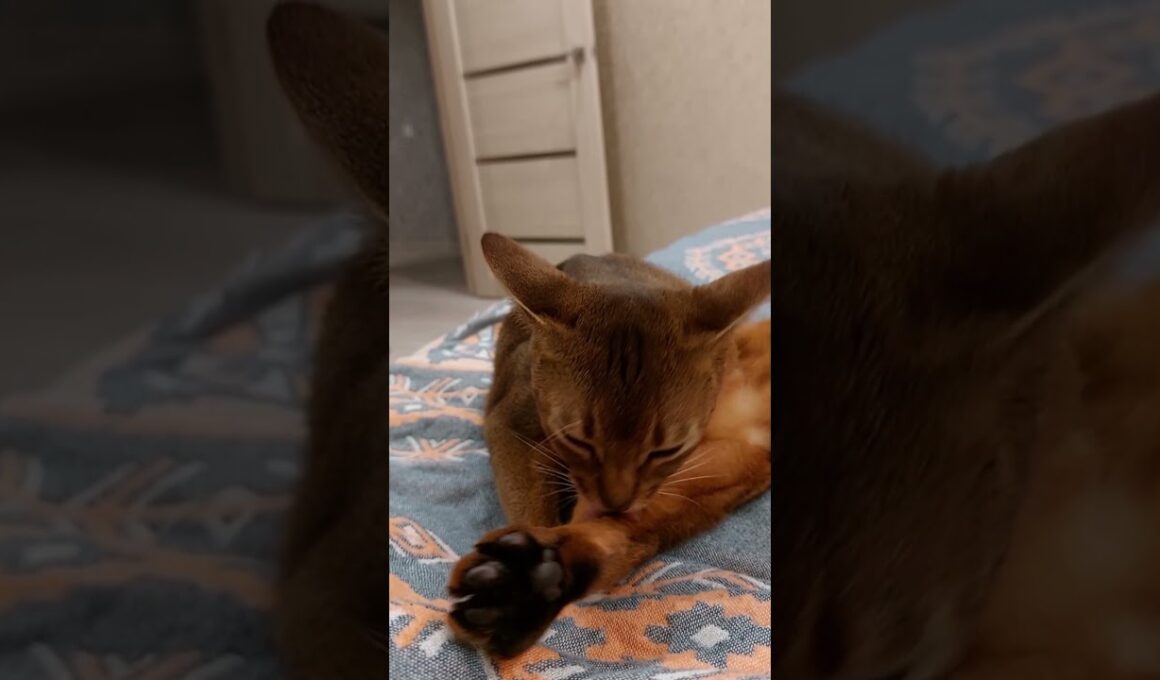 The art of seduction ❤️ #cat