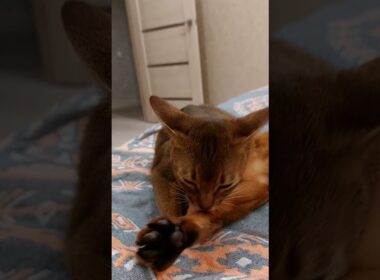 The art of seduction ❤️ #cat