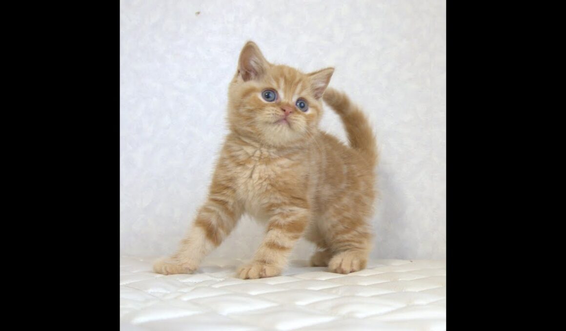 ブリティッシュショートヘアー子猫　British Shorthair　2025.7.21産まれ　レッドタビー　男の子　シーダキャット猫のお店