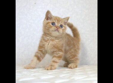 ブリティッシュショートヘアー子猫　British Shorthair　2025.7.21産まれ　レッドタビー　男の子　シーダキャット猫のお店