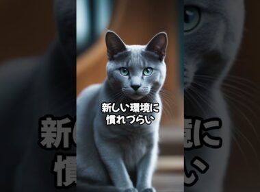 人気の猫 魅力解剖！ロシアンブルーを飼うデメリット ベスト5 #shorts
