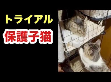 先住猫と初対面した保護子猫のトライアルの様子がこちらです