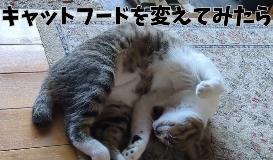 キャットフードを変えたのが失敗でした