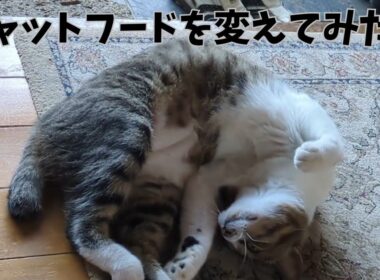キャットフードを変えたのが失敗でした