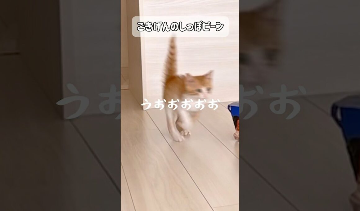 ごきげんしっぽピーンな子猫😸#cat #猫