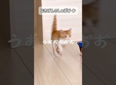 ごきげんしっぽピーンな子猫😸#cat #猫