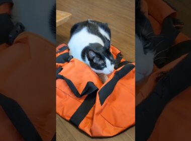 マタタビの匂いに警察犬並みの嗅覚を発揮する光男　#cat 　#光男と頼子　#shorts