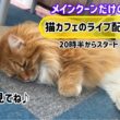 メインクーンだけの【猫カフェのライブ配信】#cat #cooncat #mainecat #もふもふ