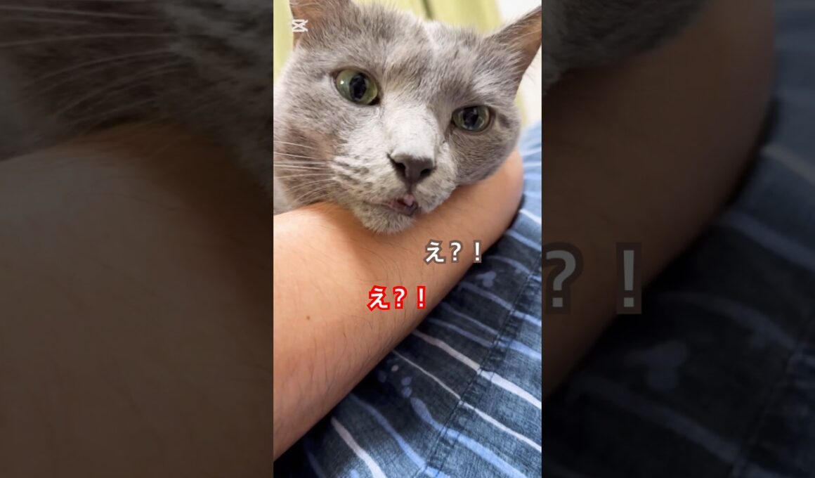 表情管理❤️ #猫 #ロシアンブルー #shorts