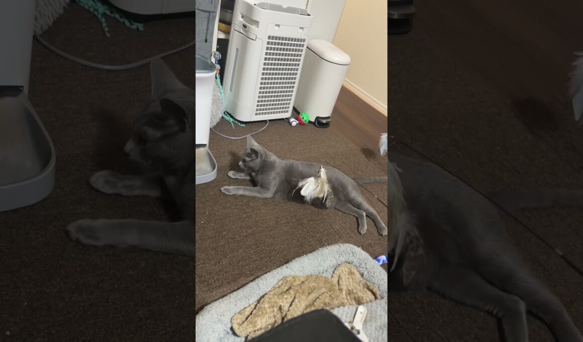 #ロシアンブルー #cat #猫のいる暮らし