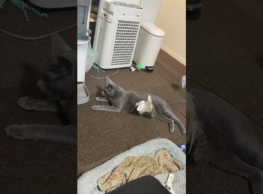 #ロシアンブルー #cat #猫のいる暮らし