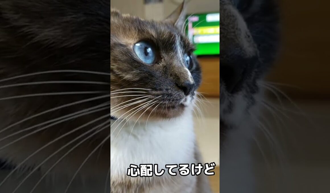 猫の眼球振盪#ココア#猫#シャム猫ミックス