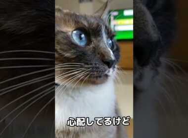 猫の眼球振盪#ココア#猫#シャム猫ミックス