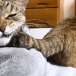 【猫と過ごす夜のひと時】飼い主の遊び心に言いたげな目で訴える猫が可愛すぎました