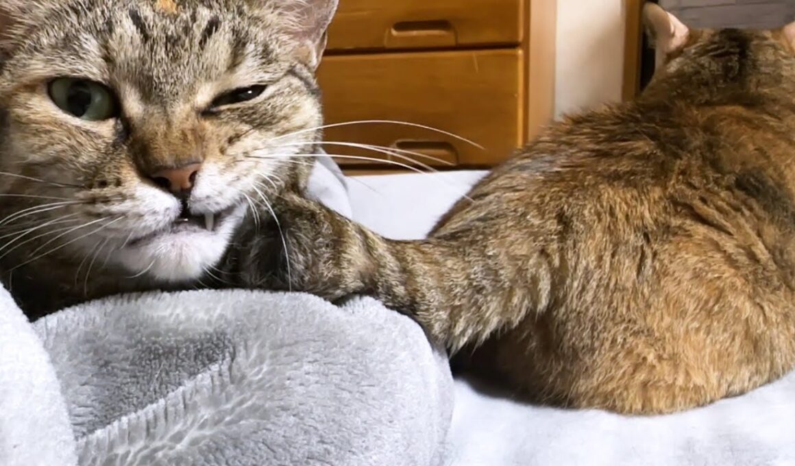 【猫と過ごす夜のひと時】飼い主の遊び心に言いたげな目で訴える猫が可愛すぎました