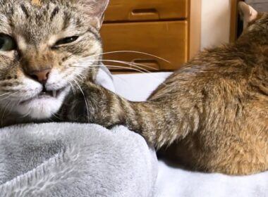 【猫と過ごす夜のひと時】飼い主の遊び心に言いたげな目で訴える猫が可愛すぎました