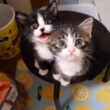 子猫のユメちゃんチコちゃんのオフショット 6　爪切りされると助けに来る？【赤ちゃん猫　保護猫】