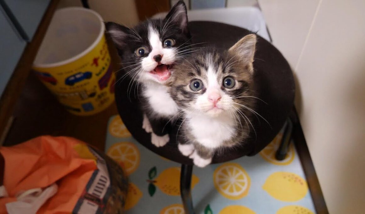 子猫のユメちゃんチコちゃんのオフショット 6　爪切りされると助けに来る？【赤ちゃん猫　保護猫】
