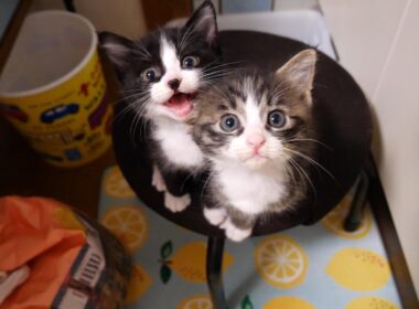 子猫のユメちゃんチコちゃんのオフショット 6　爪切りされると助けに来る？【赤ちゃん猫　保護猫】