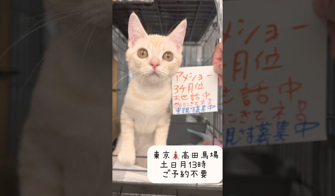 #里親募集中子猫アゴはネコ  #アメリカンショートヘア