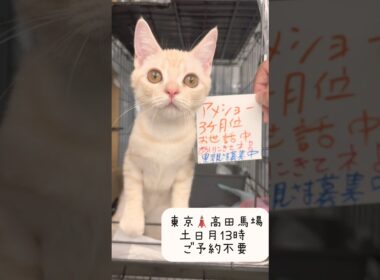 #里親募集中子猫アゴはネコ  #アメリカンショートヘア