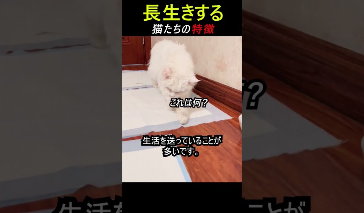 いいねを押すと猫が長生き。