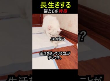 いいねを押すと猫が長生き。