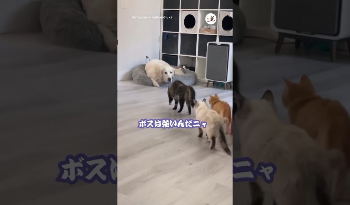 やんのかステップで仁義なき戦い!?|PECO #サイベリアン #ゴールデンレトリバー #犬と猫のいる暮らし #goldenretriever #siberian #siberianforestcat