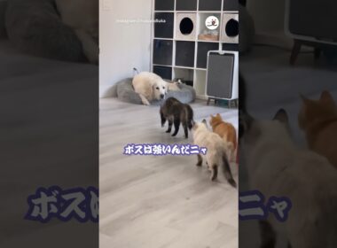 やんのかステップで仁義なき戦い！？｜PECO #サイベリアン #ゴールデンレトリバー #犬と猫のいる暮らし #goldenretriever #siberian #siberianforestcat