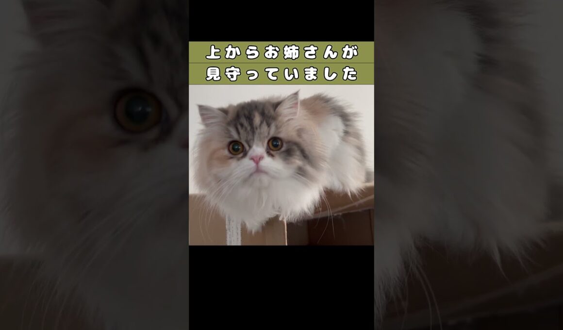【寝てる姿を見守る】　#shorts　#ラガマフィン　#子猫
