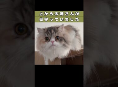 【寝てる姿を見守る】　#shorts　#ラガマフィン　#子猫