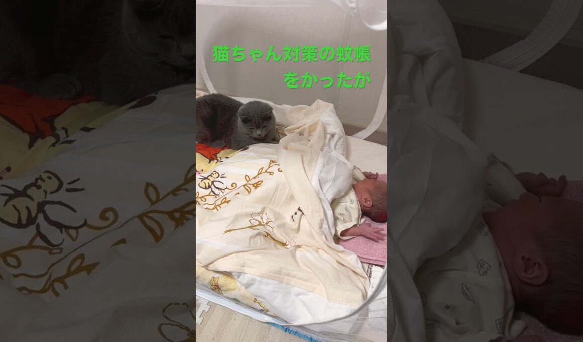 出産から帰ったら、赤ちゃんから離れない。#ねこ #ブリティッシュショートヘア #猫