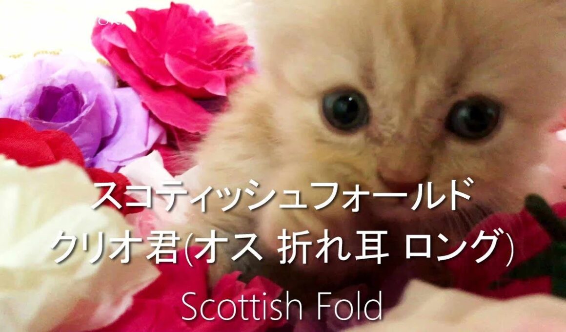 クリーム色で折れ耳ロングの可愛い子猫【スコティッシュフォールド子猫動画子猫ブリーダー販売ペットショップ業許可】Cats Kitten Videos