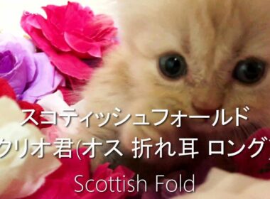 クリーム色で折れ耳ロングの可愛い子猫【スコティッシュフォールド子猫動画子猫ブリーダー販売ペットショップ業許可】Cats Kitten Videos