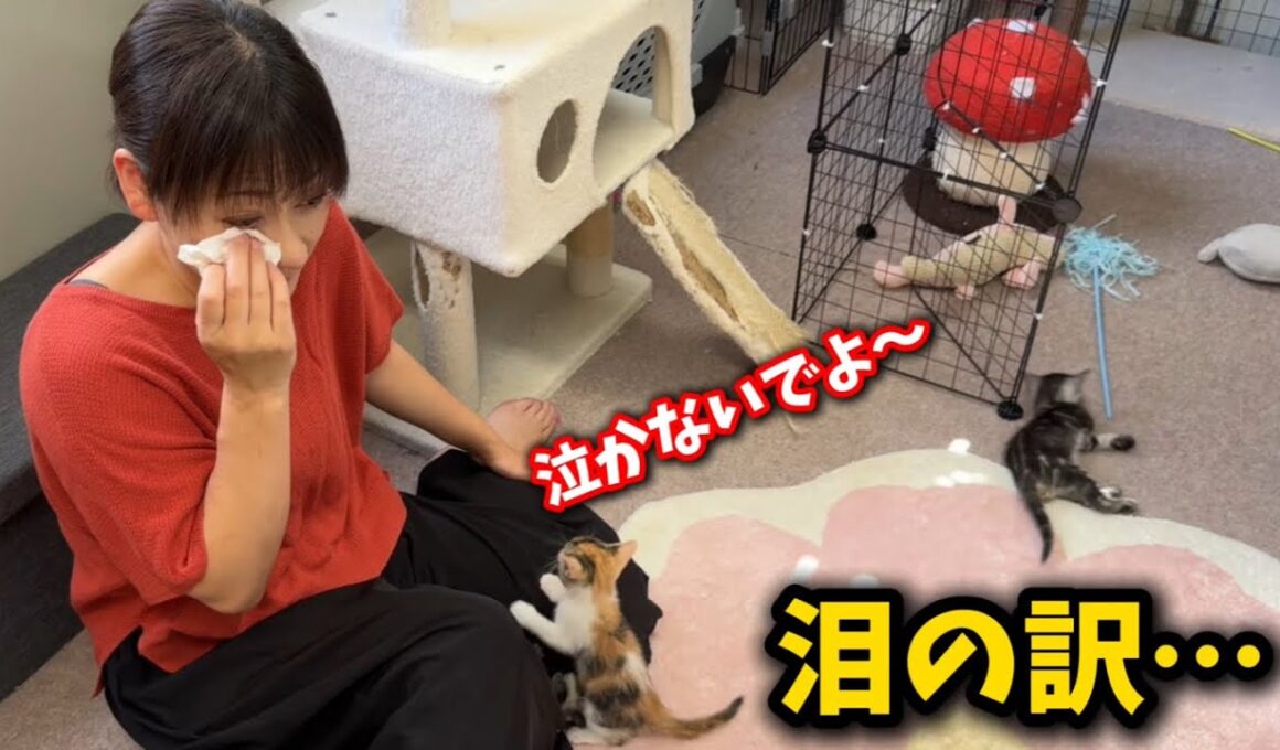 子猫の前で泪を流す母ちゃん、その理由とは…