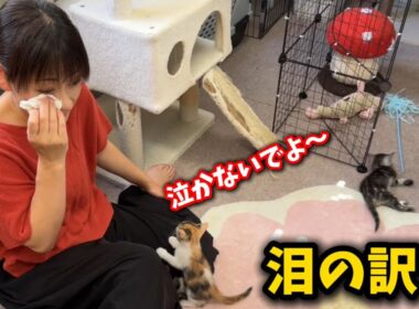 子猫の前で泪を流す母ちゃん、その理由とは…