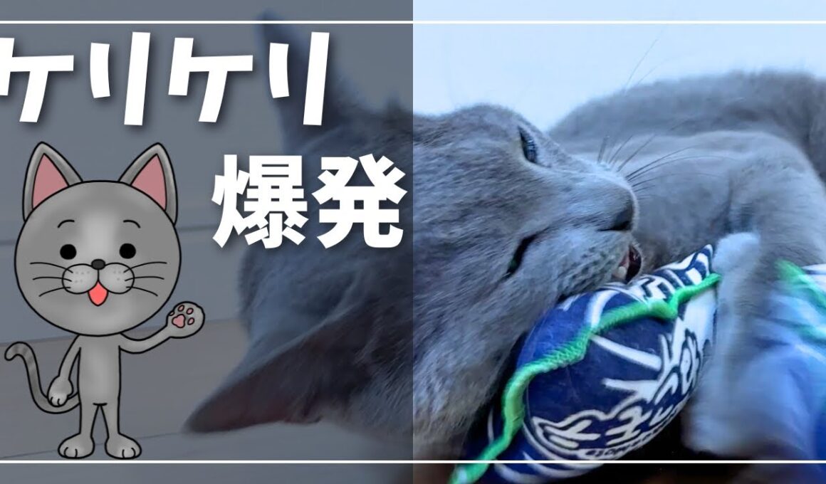 【大暴れ】新しい蹴りぐるみで猫が止まらない【ロシアンブルー】