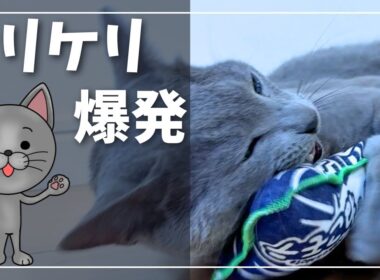 【大暴れ】新しい蹴りぐるみで猫が止まらない【ロシアンブルー】