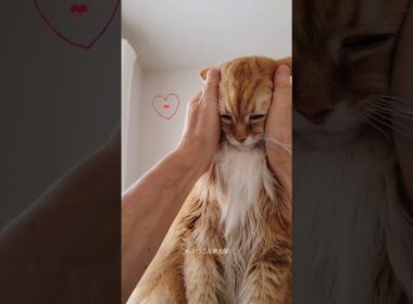 【Part1】メインクーンにエステしたら…⁉️