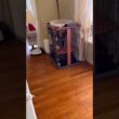 かくれんぼ #ねこ動画 #アメリカンカール #shortsvideos