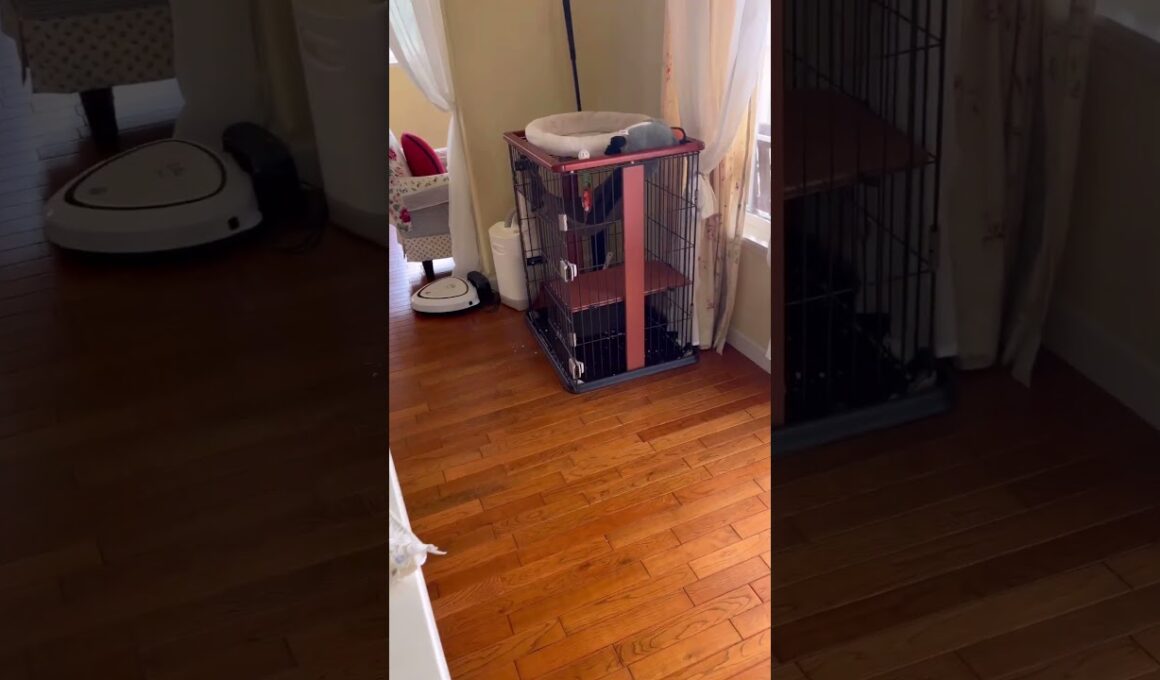 かくれんぼ #ねこ動画 #アメリカンカール #shortsvideos