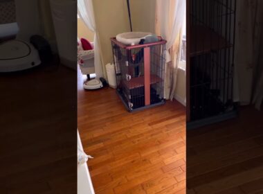 かくれんぼ #ねこ動画 #アメリカンカール #shortsvideos