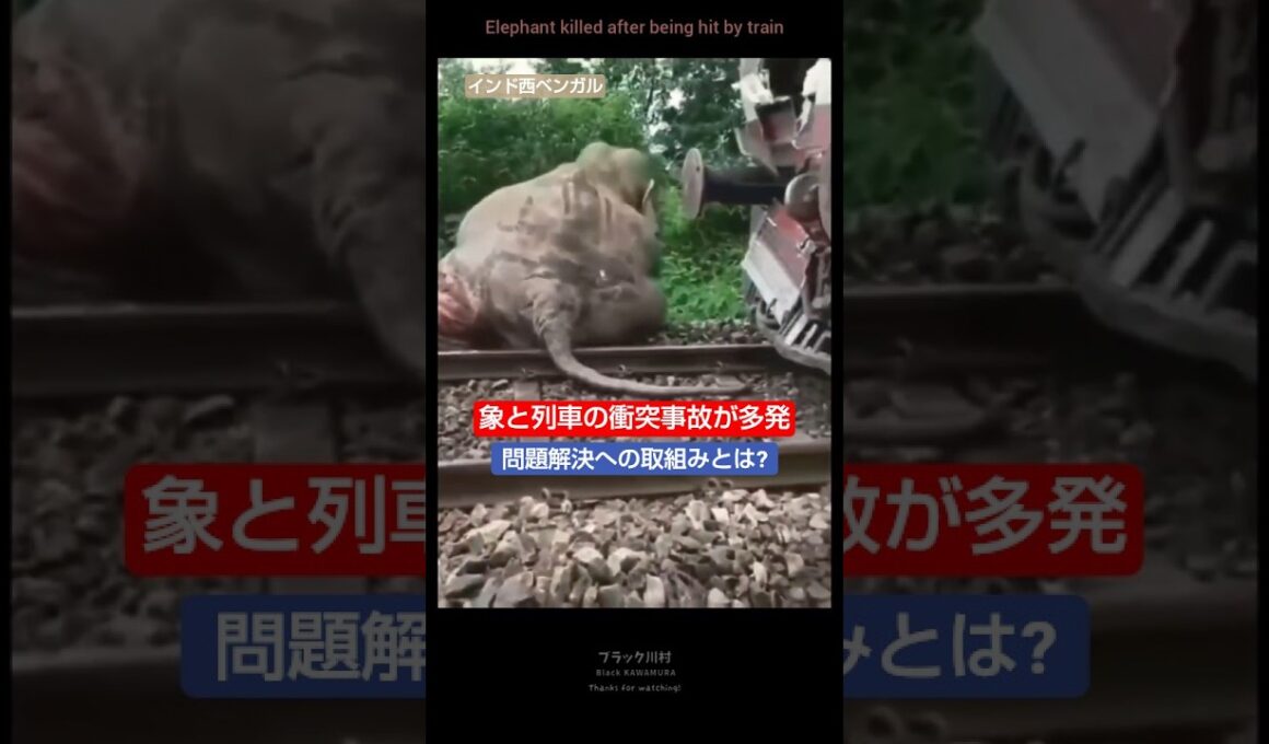 象との衝突事故が多発😢 #short #youtubeshorts  #野生動物 #泣ける #悲しい