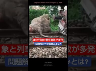 象との衝突事故が多発😢 #short #youtubeshorts  #野生動物 #泣ける #悲しい