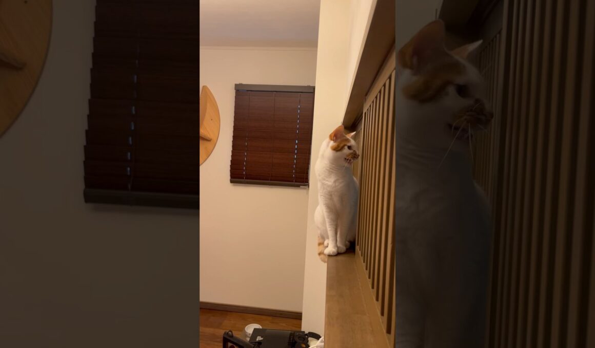 今日もいないいないばぁ が可愛い#cat #ねこ #保護猫 #日本猫