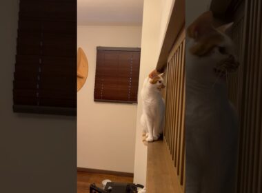 今日もいないいないばぁ が可愛い#cat #ねこ #保護猫 #日本猫